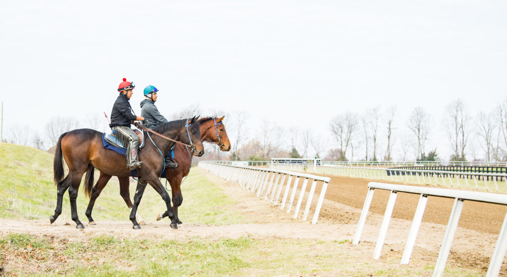 Q B One (Beholder 18) during his training process at Spendthrift | Spendthrift Farm / Autry Graham Photo
