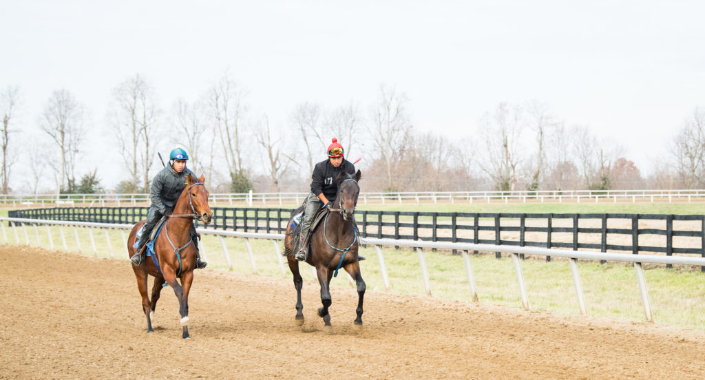 Q B One (Beholder 18) during his training process at Spendthrift | Spendthrift Farm / Autry Graham Photo