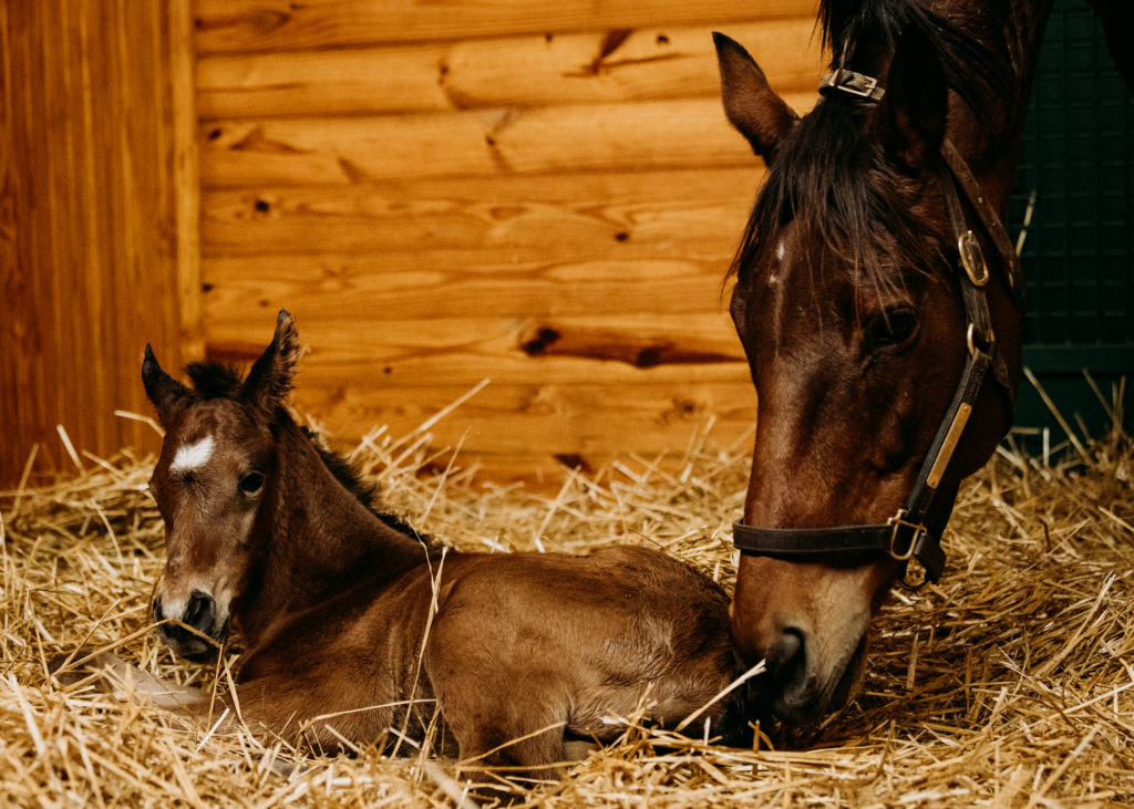 Beholder's third foal, a filly by War Front | Photo by Spendthrift Farm / Autry Graham